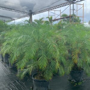 Roebillini Palm