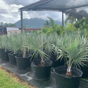 Bismarckia Palm