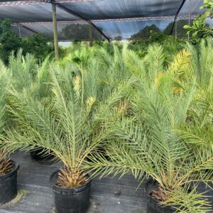 Date Palm