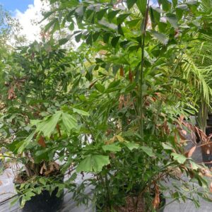Fishtail Palm