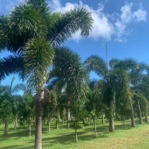Foxtail Palm