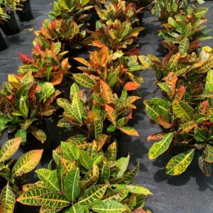 Croton: Petra