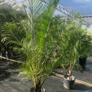 Triangle Palm