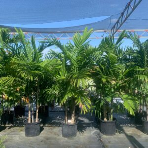 Alexander Palm
