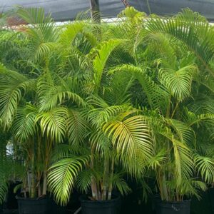 Areca Palm