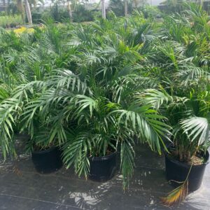 Cat Palm