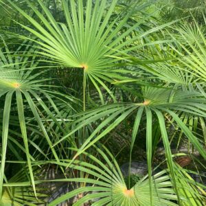 Florida Silver Palm
