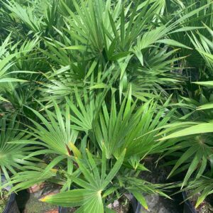 Hioram Silver Palm