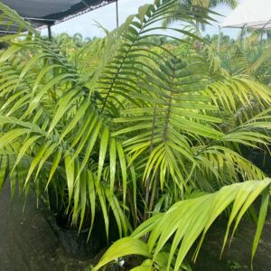 Ivovowa Palm