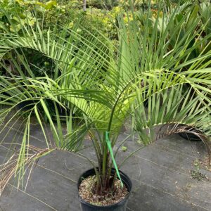 Jelly Palm