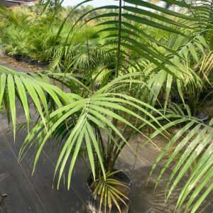 Pemba Palm