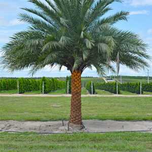 Sylvester Date Palm